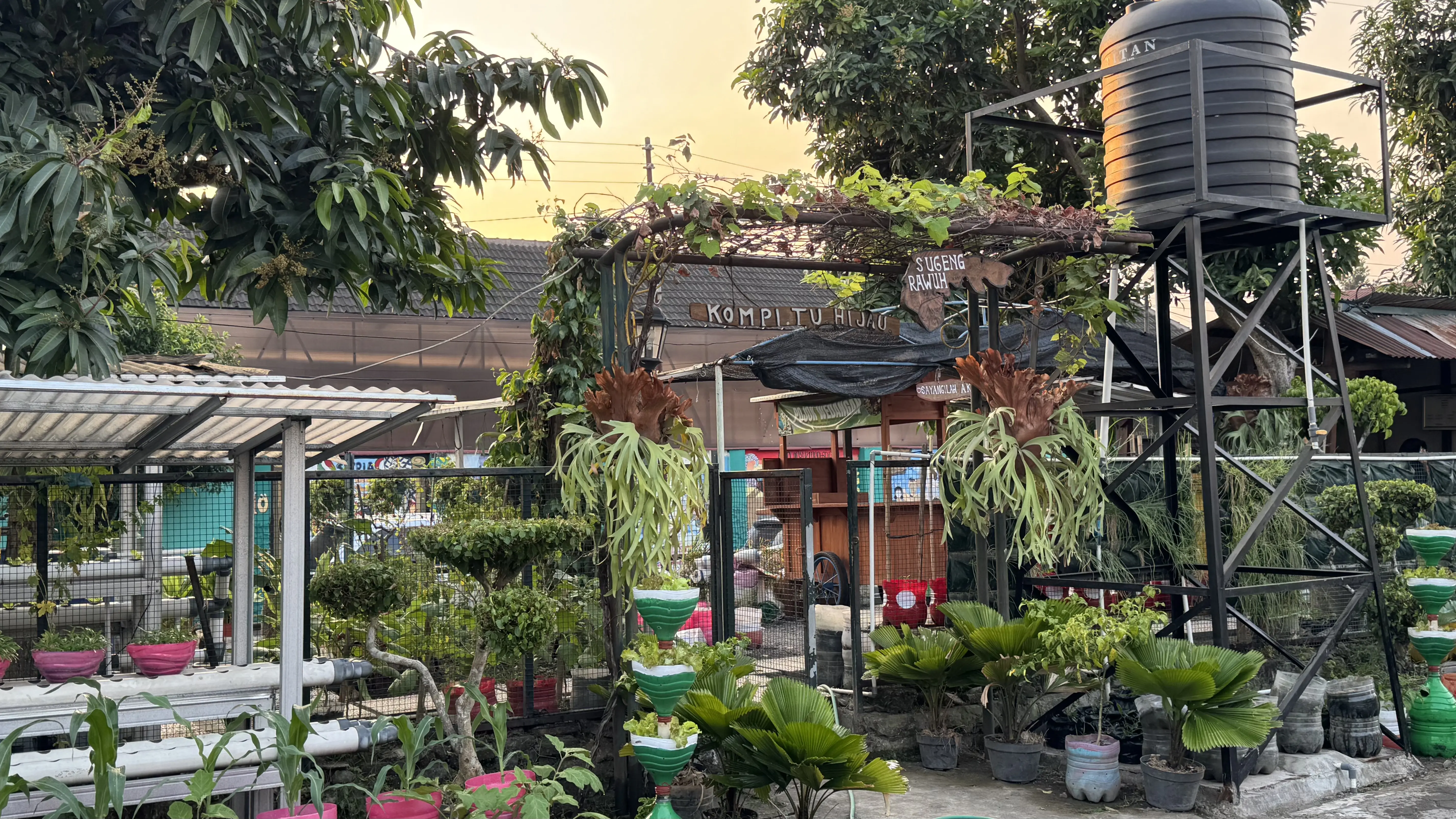 Kenali Tanaman Kompitu