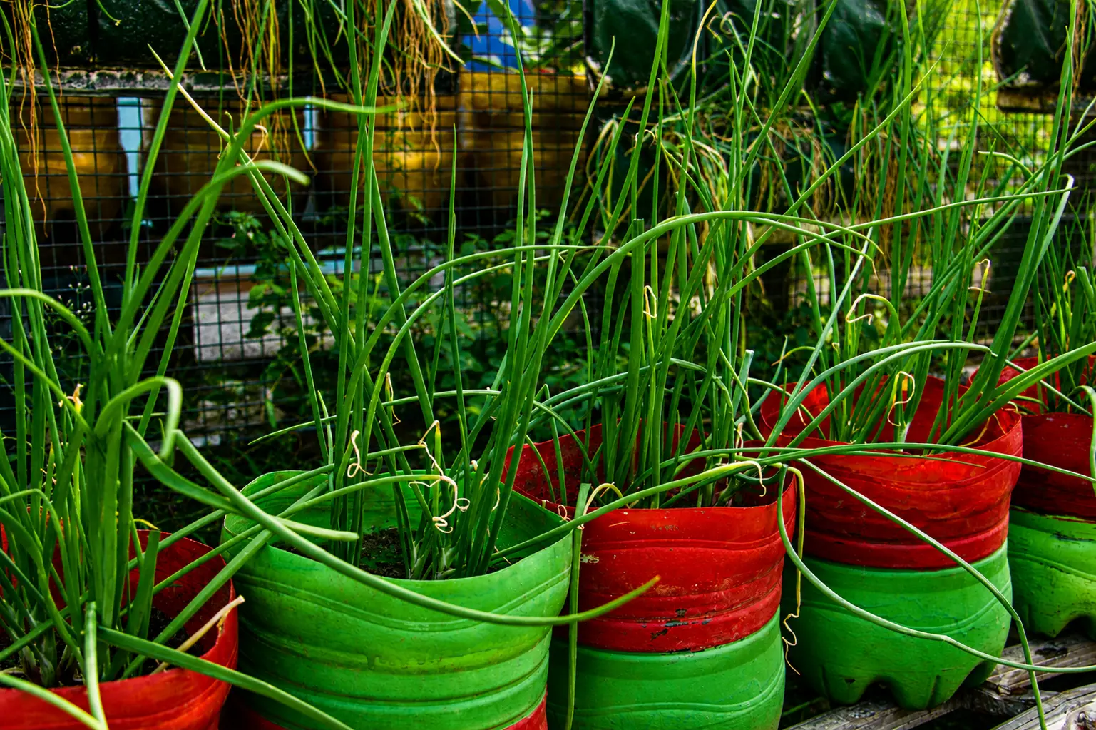 Daun Bawang