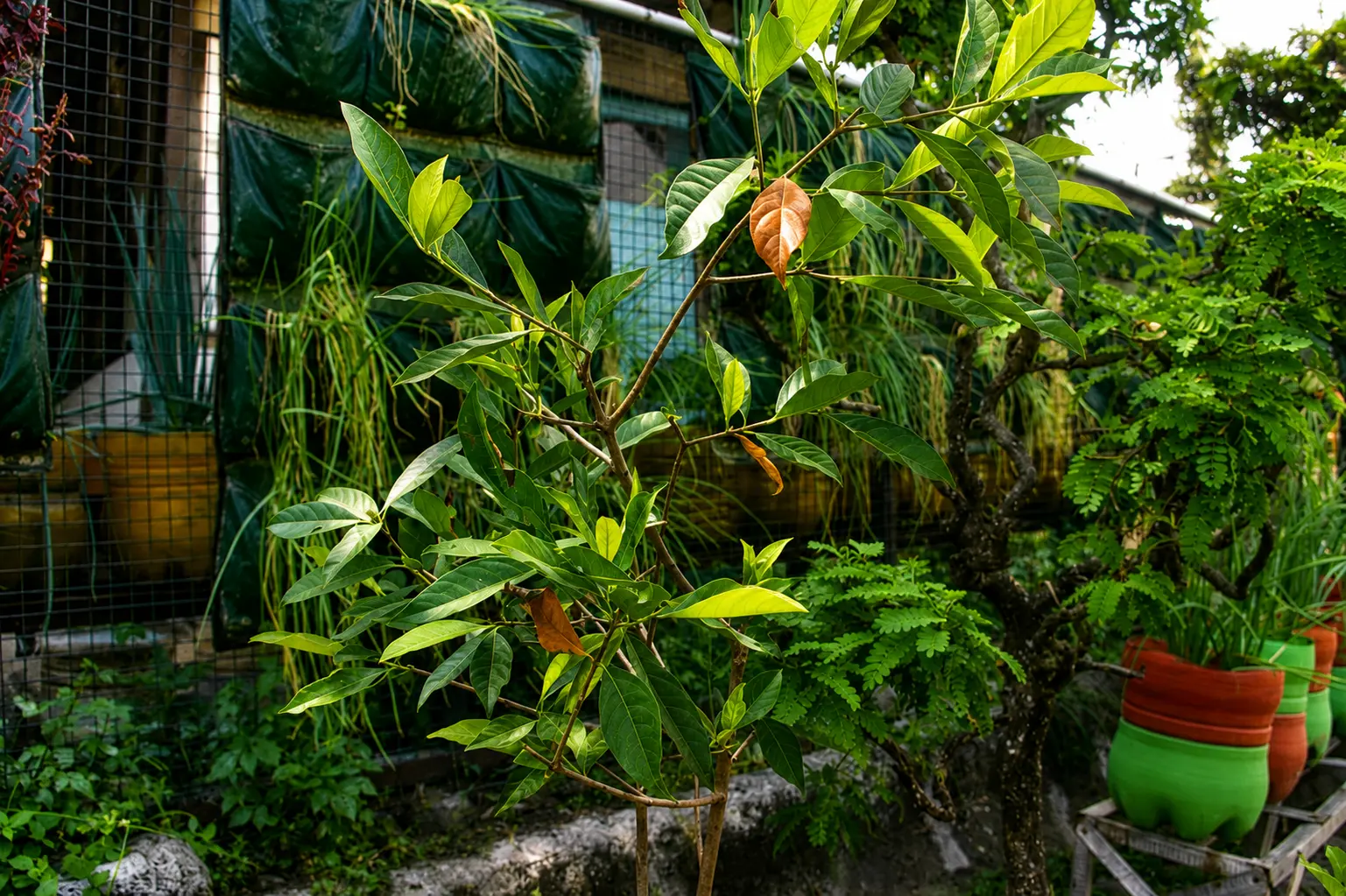 Daun Salam