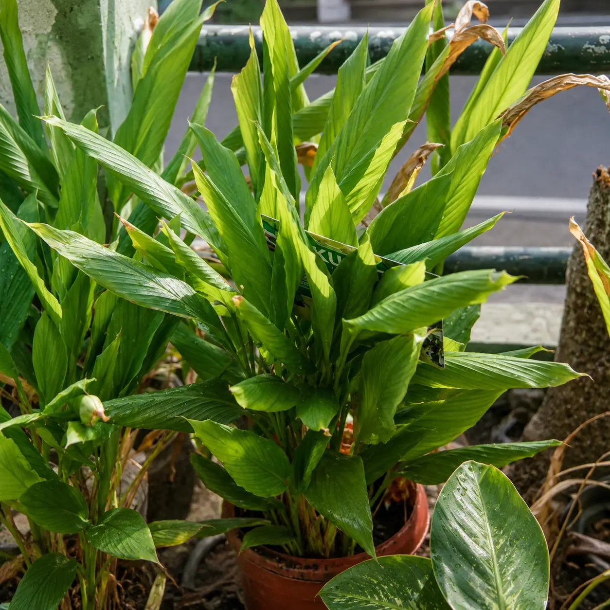 Kunyit (Turmeric)