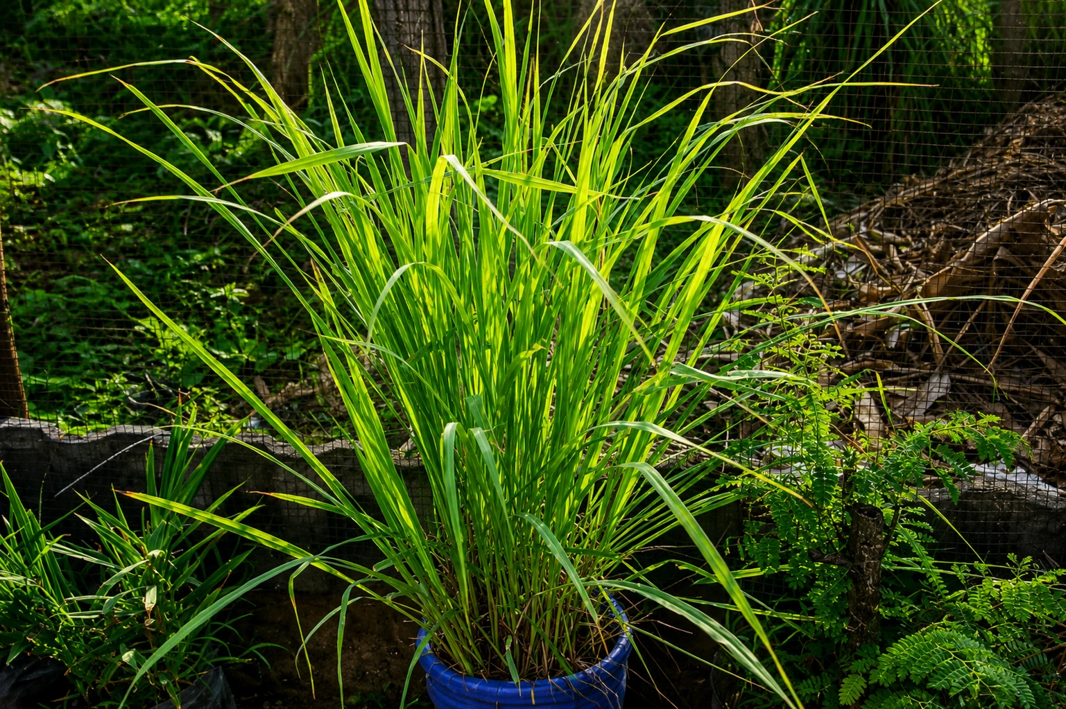 Serai (Lemongrass)